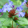 Ceratostigma plumbaginoides 