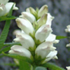 Chelone glabra 