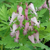 Dicentra eximia 