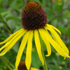Echinacea paradoxa 