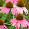 Echinacea purpurea 