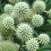 Eryngium yuccifolium 