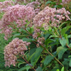 Eupatorium fistulosum 