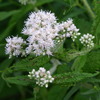 Eupatorium perfoliatum 
