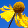 Helenium autumnale 