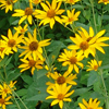 Heliopsis helianthoides 