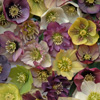 Helleborus Brandywine™ 