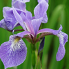 Iris versicolor 