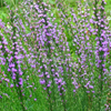 Liatris microcephala 
