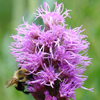 Liatris spicata 