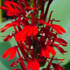 Lobelia cardinalis 