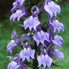 Lobelia siphilitica 