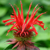 Monarda didyma Jacob Cline