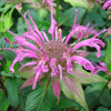 Monarda fistulosa 