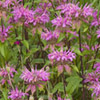 Monarda fistulosa Claire Grace