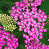 Achillea millefolium Oertel's Rose