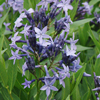 Amsonia Blue Ice