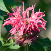 Monarda Raspberry Wine