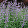 Nepeta × faassenii Walker's Low