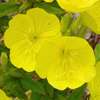 Oenothera fruticosa 