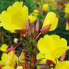Oenothera fruticosa Fireworks