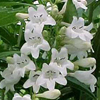 Penstemon digitalis 