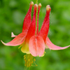 Aquilegia canadensis Little Lanterns