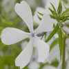 Phlox divaricata May Breeze