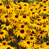 Rudbeckia fulgida Goldsturm