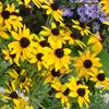 Rudbeckia fulgida var. fulgida 