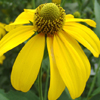 Rudbeckia laciniata 
