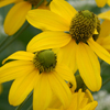 Rudbeckia laciniata Autumn Sun