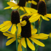 Rudbeckia maxima 