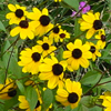 Rudbeckia triloba 