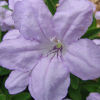 Ruellia humilis 