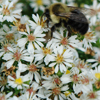 Aster ericoides Snow Flurry