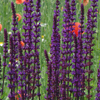 Salvia nemorosa Caradonna