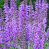 Salvia nemorosa Marcus® Haeumanarc