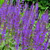 Salvia nemorosa May Night