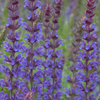 Salvia nemorosa East Friesland