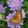 Scabiosa columbaria Butterfly Blue