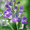 Scutellaria incana 