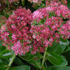 Sedum Autumn Fire