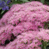 Sedum telphinum Autumn Joy