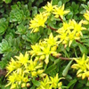 Sedum kamtschaticum var. floriferum Weihenstephaner Gold
