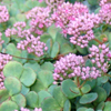 Sedum sieboldii 