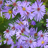 Aster laevis Bluebird
