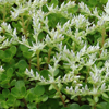 Sedum ternatum Larinem Park
