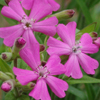 Silene caroliniana var. wherryi Short and Sweet