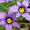 Sisyrinchium angustifolium Lucerne